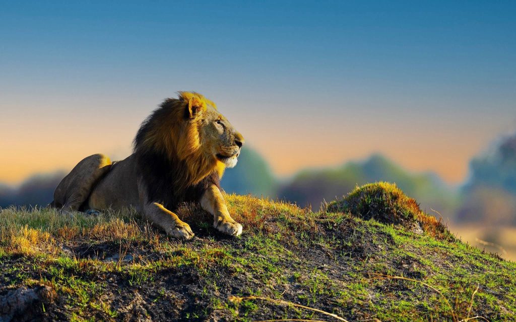 Luxury Safari