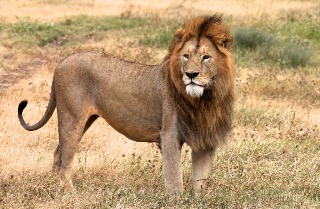 Amazing Tanzania Safari & Zanzibar Beach Escape From £5299 per person 1 785f35de26a8d1ddcb5e6df690c5cf45 1 Louise and Scott at Hays Travel