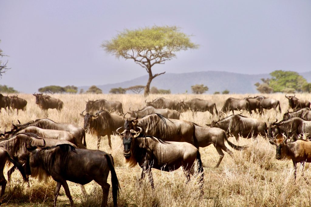 Amazing Tanzania Safari & Zanzibar Beach Escape From £5299 per person 16 c98b448ceb5dc631a1cad3a5865414c9 Louise and Scott at Hays Travel