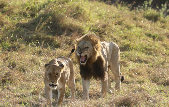 Amazing Kenya: Tsavo east safari & beach getaway from £2229 per person 1 dpzcrop 1 Louise and Scott at Hays Travel