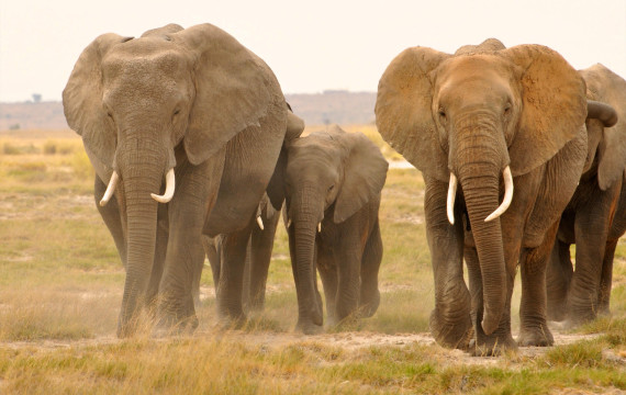 Amazing Tanzania Safari & Zanzibar Beach Escape From £5299 per person 3 dpzcrop 3 Louise and Scott at Hays Travel