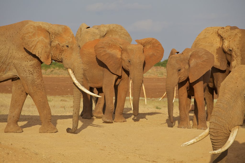 Amazing Kenya: Tsavo east safari & beach getaway from £2229 per person 8 Tsavo east safari