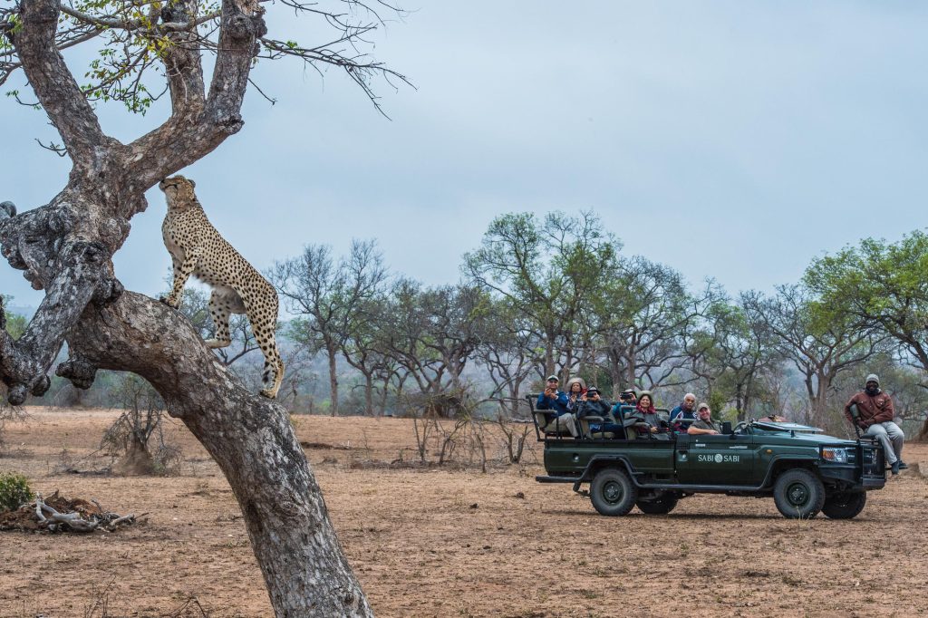 8 Nights of Unforgettable Luxury Safari: Sabi Sabi Safari, Cape Town Culture & Dubai Splendour from £5899pp 10 04a9f72096b9e37c1bf6e0b3464c4e75 Louise and Scott at Hays Travel