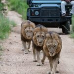 luxury safari