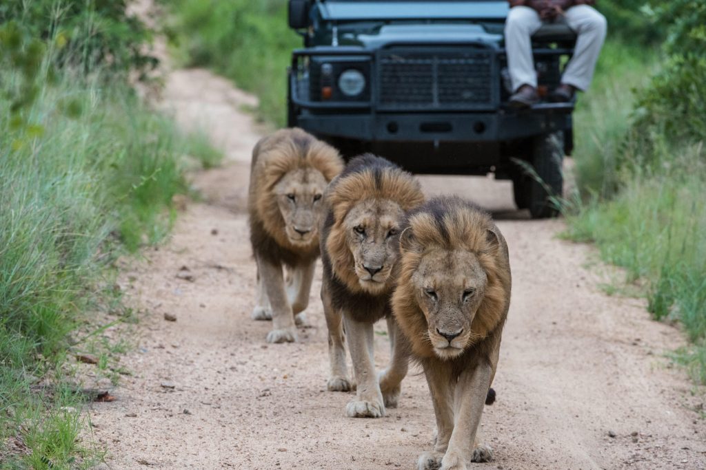 8 Nights of Unforgettable Luxury Safari: Sabi Sabi Safari, Cape Town Culture & Dubai Splendour from £5899pp 1 luxury safari