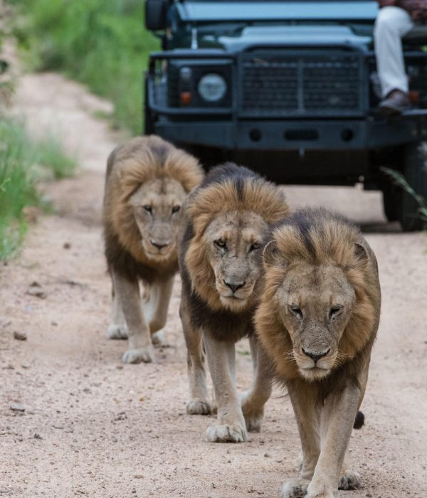 luxury safari