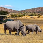 Luxury Safari