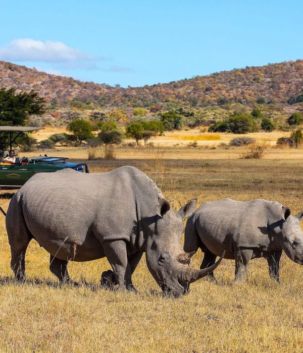Luxury Safari