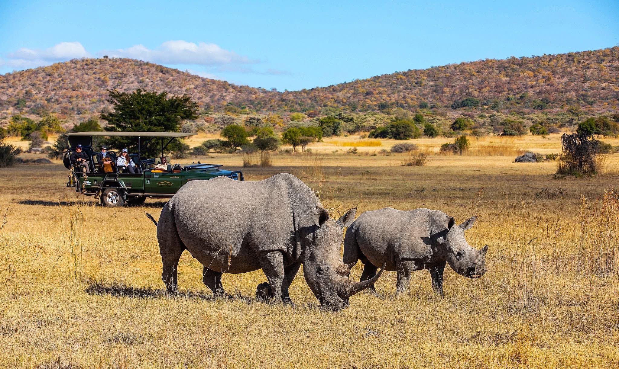 Luxury Safari