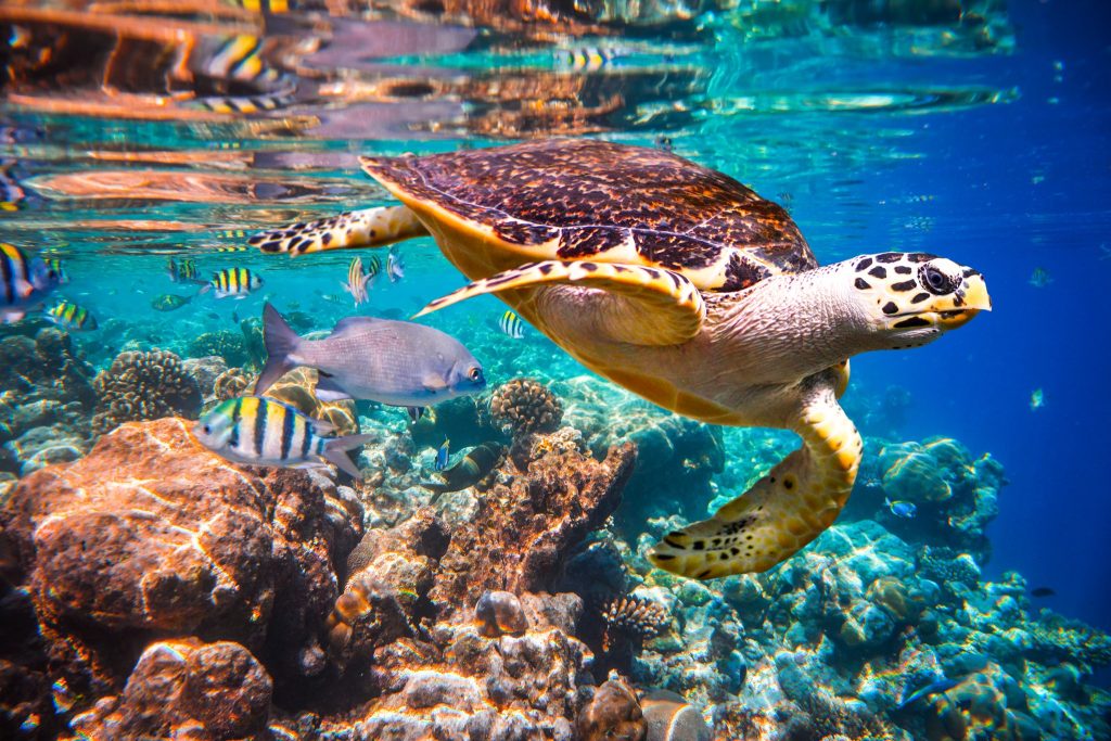 An Exclusive All Inclusive Holiday to Medhufushi Maldives Island Resort with a FREE Room Upgrade from £2249pp 2 538694247 2608443112834161 221299849666783516 n 1 Louise and Scott at Hays Travel