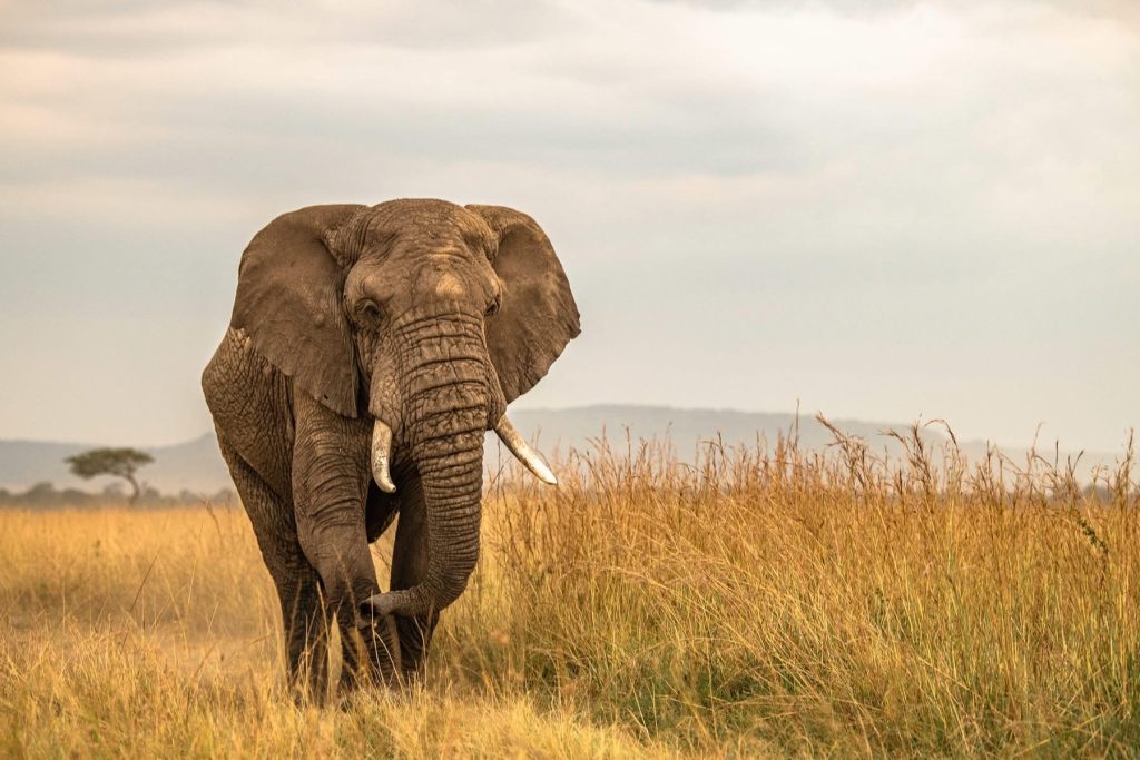 Your Dream Awaits: A 14-Night Luxury Kenyan Safari & Beach Escape (From £8,299 Per Person!) 4 539630706 2547991628887187 3452277189247501272 n 1 Louise and Scott at Hays Travel