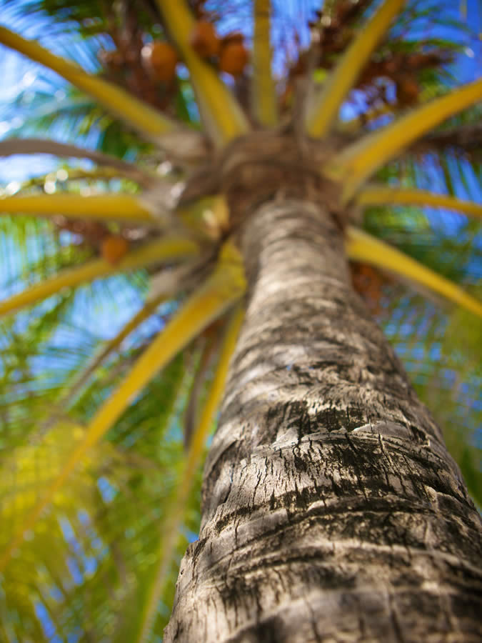 675x900 kuredu palm tree 1 Louise and Scott at Hays Travel