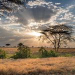 Tanzania Safari