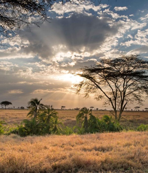 Tanzania Safari