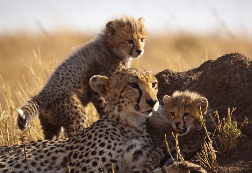 8 Nights of Unforgettable Luxury Safari: Sabi Sabi Safari, Cape Town Culture & Dubai Splendour from £5899pp 11 be2f981c374f75bdd5f8fb29194551a8 Louise and Scott at Hays Travel