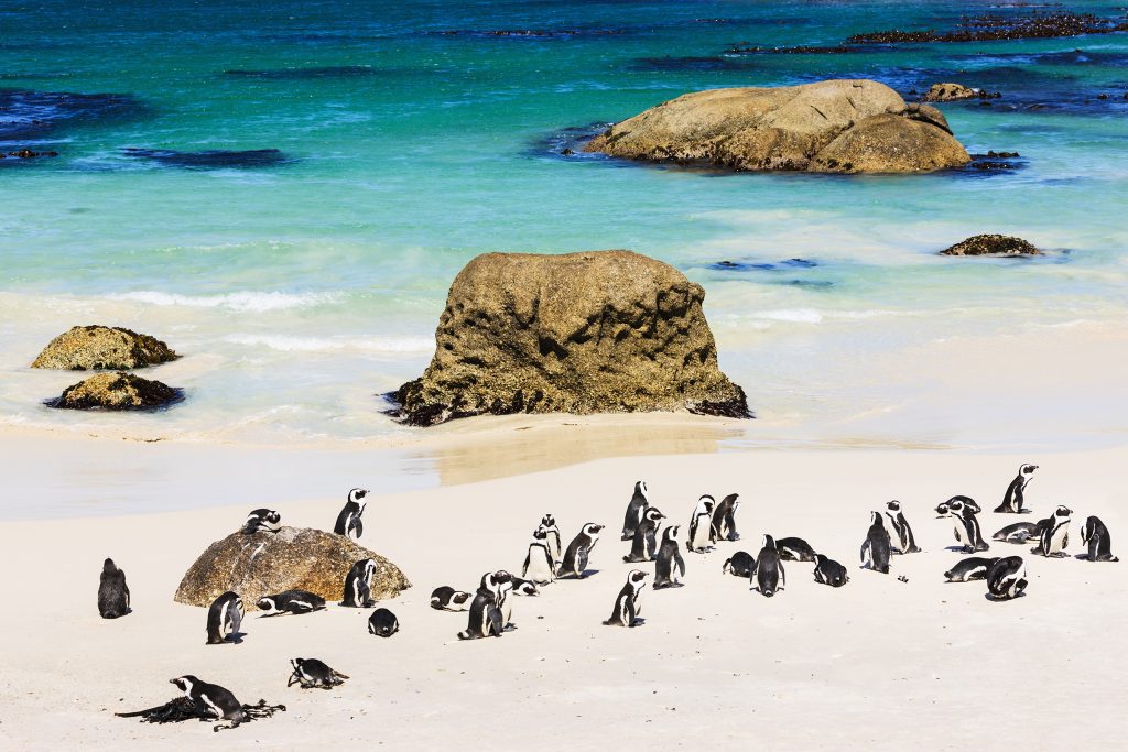 8 Nights of Unforgettable Luxury Safari: Sabi Sabi Safari, Cape Town Culture & Dubai Splendour from £5899pp 15 c6bcc8fb261f6b8faa28f108668f42dd Louise and Scott at Hays Travel