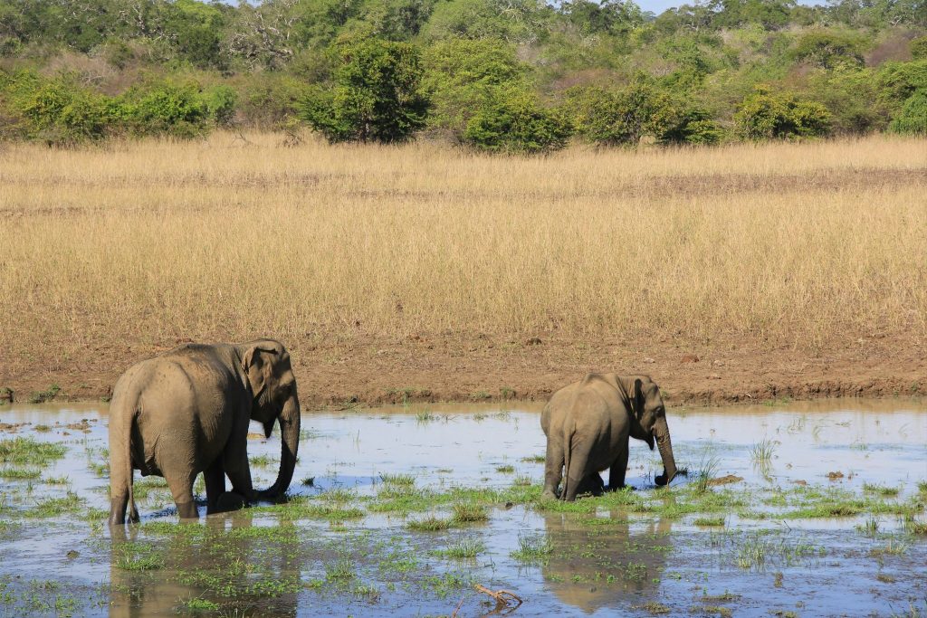 Discover amazing Sri Lanka: From Leopards to Dolphins call 01428 856020 4 sach kKeC lgVs o unsplash 2048x1365 2 Louise and Scott at Hays Travel