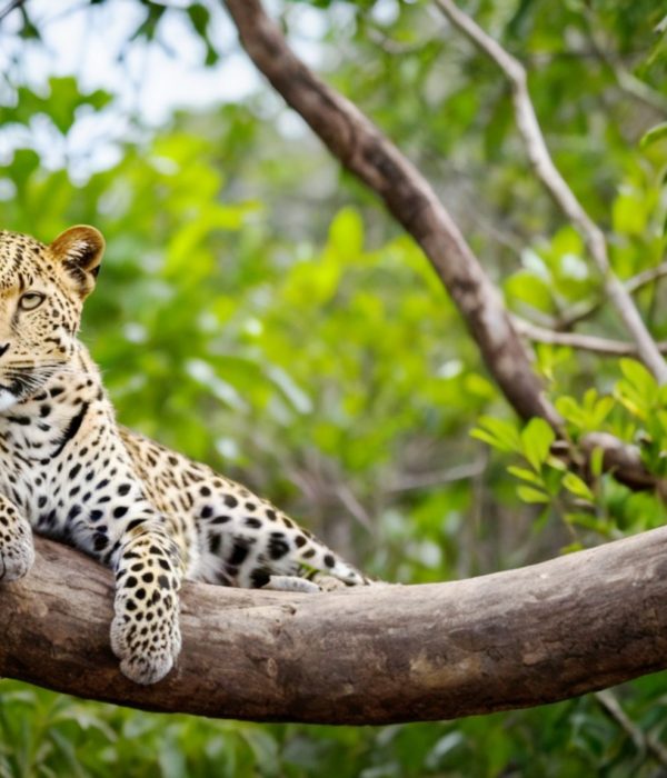 Sri Lanka