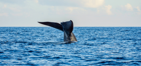 Discover amazing Sri Lanka: From Leopards to Dolphins call 01428 856020 3 whale Louise and Scott at Hays Travel