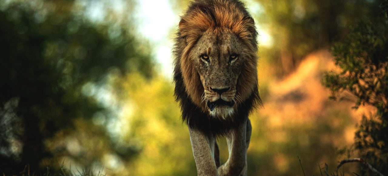 Private Tanzanian Safari