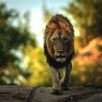 Private Tanzanian Safari