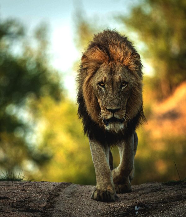 Private Tanzanian Safari