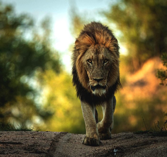 Private Tanzanian Safari