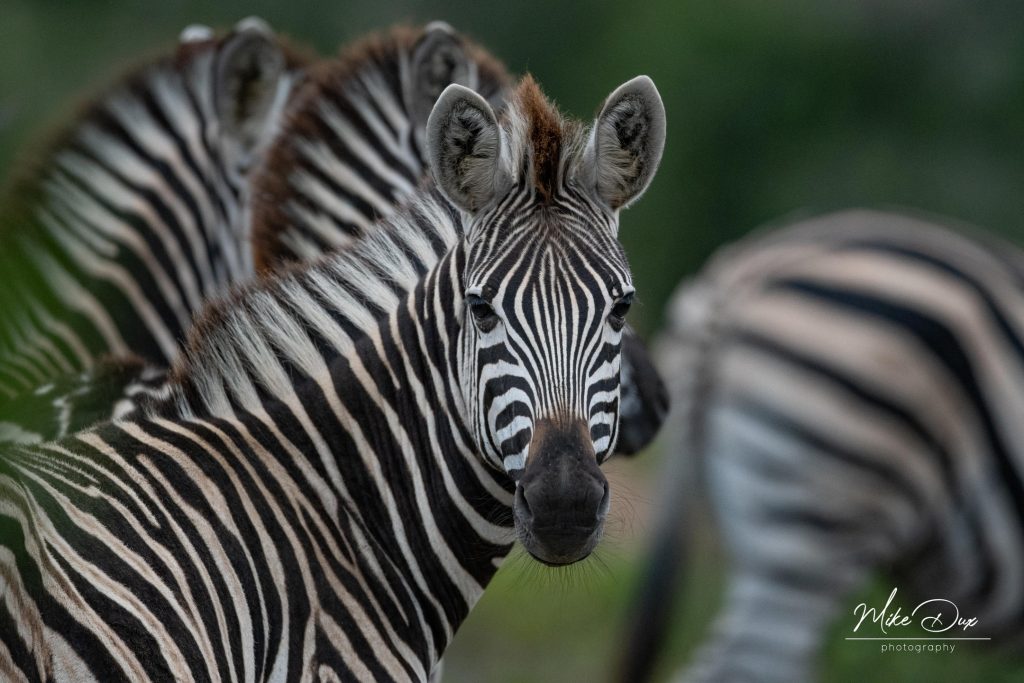 d98e2f0f0d39565a2e258808d0d5665a Louise and Scott at Hays Travel