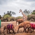 sheldrick wildlife centre