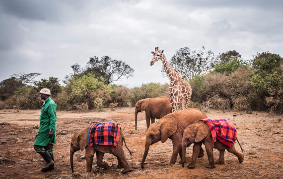 sheldrick wildlife centre