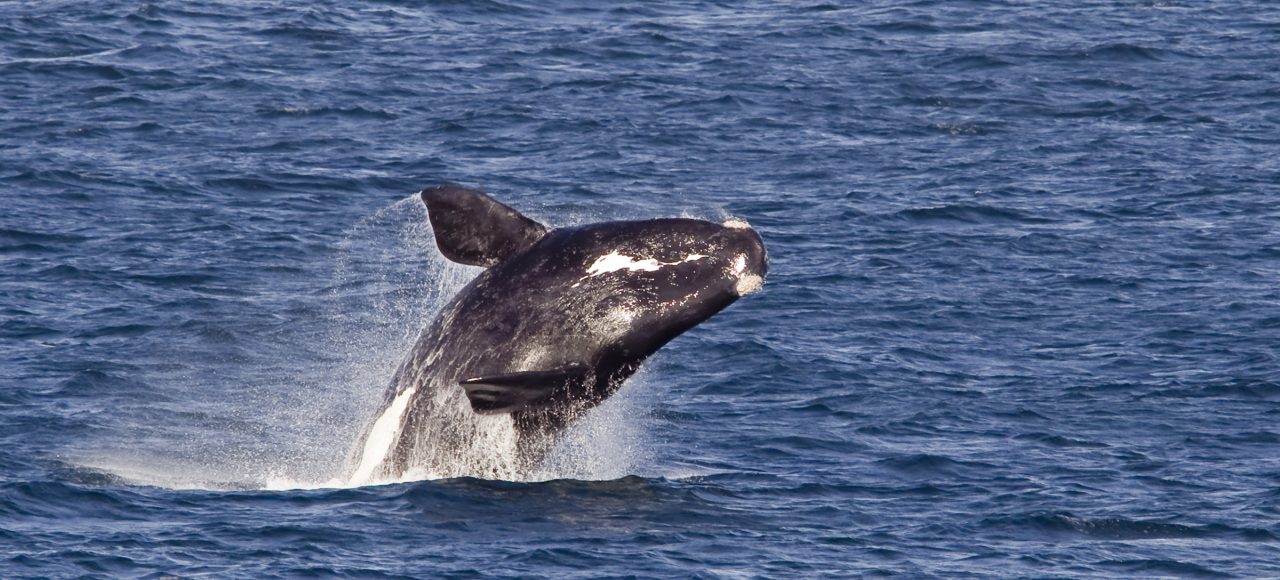 South African Safari