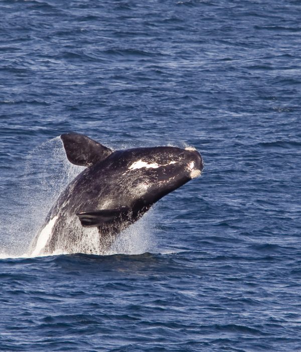 South African Safari