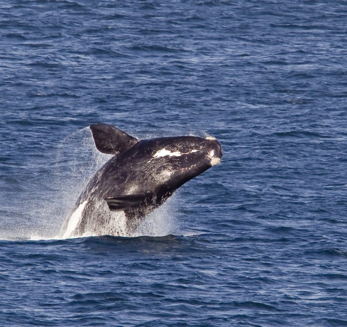 South African Safari