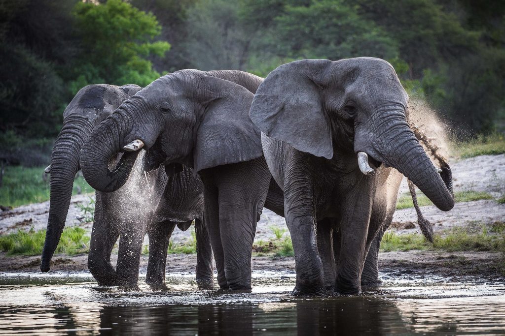 Botswana Zambia Luxury Flying Safari from £7899 13 66609d574dc44f9f83e4041048b6ec5b Louise and Scott at Hays Travel